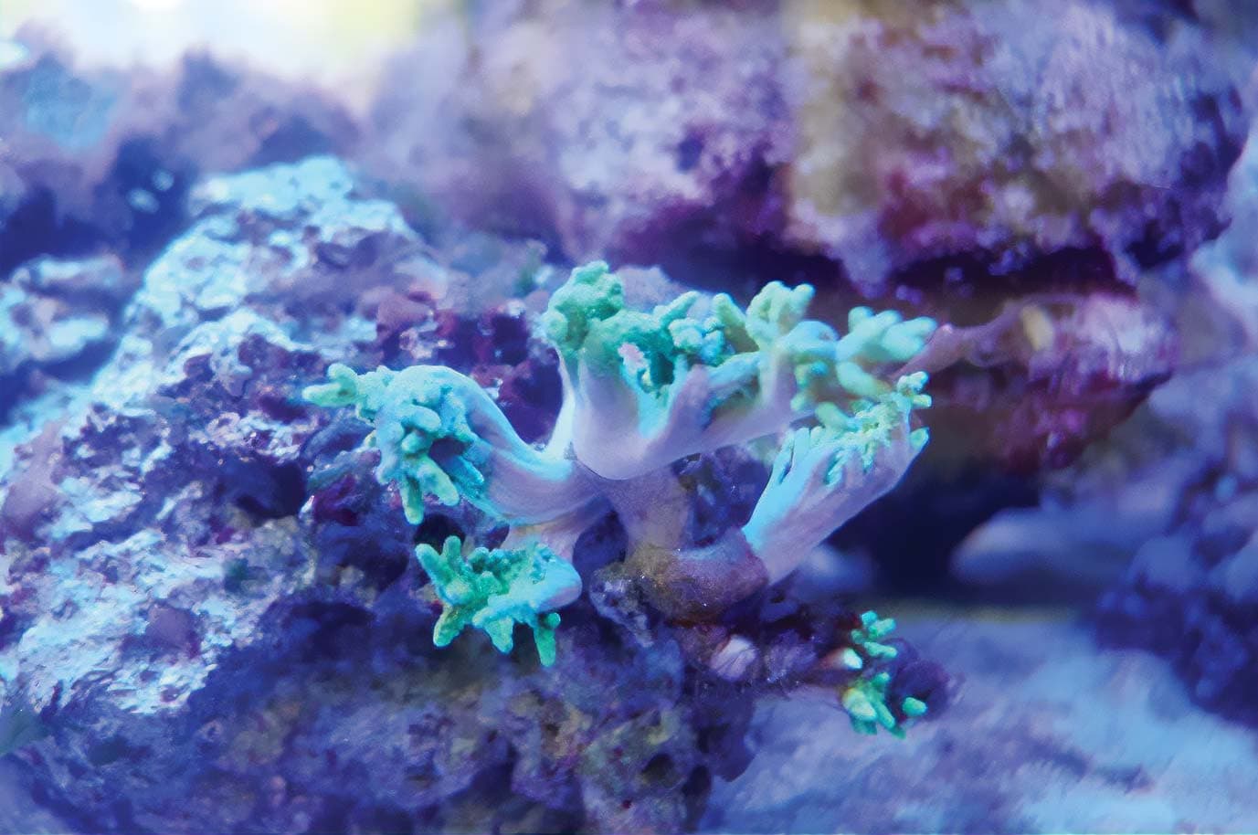 The Coral Project is Saving Our Seas