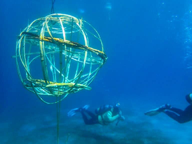 Palm Beach Day Academy coral reef STEAM project