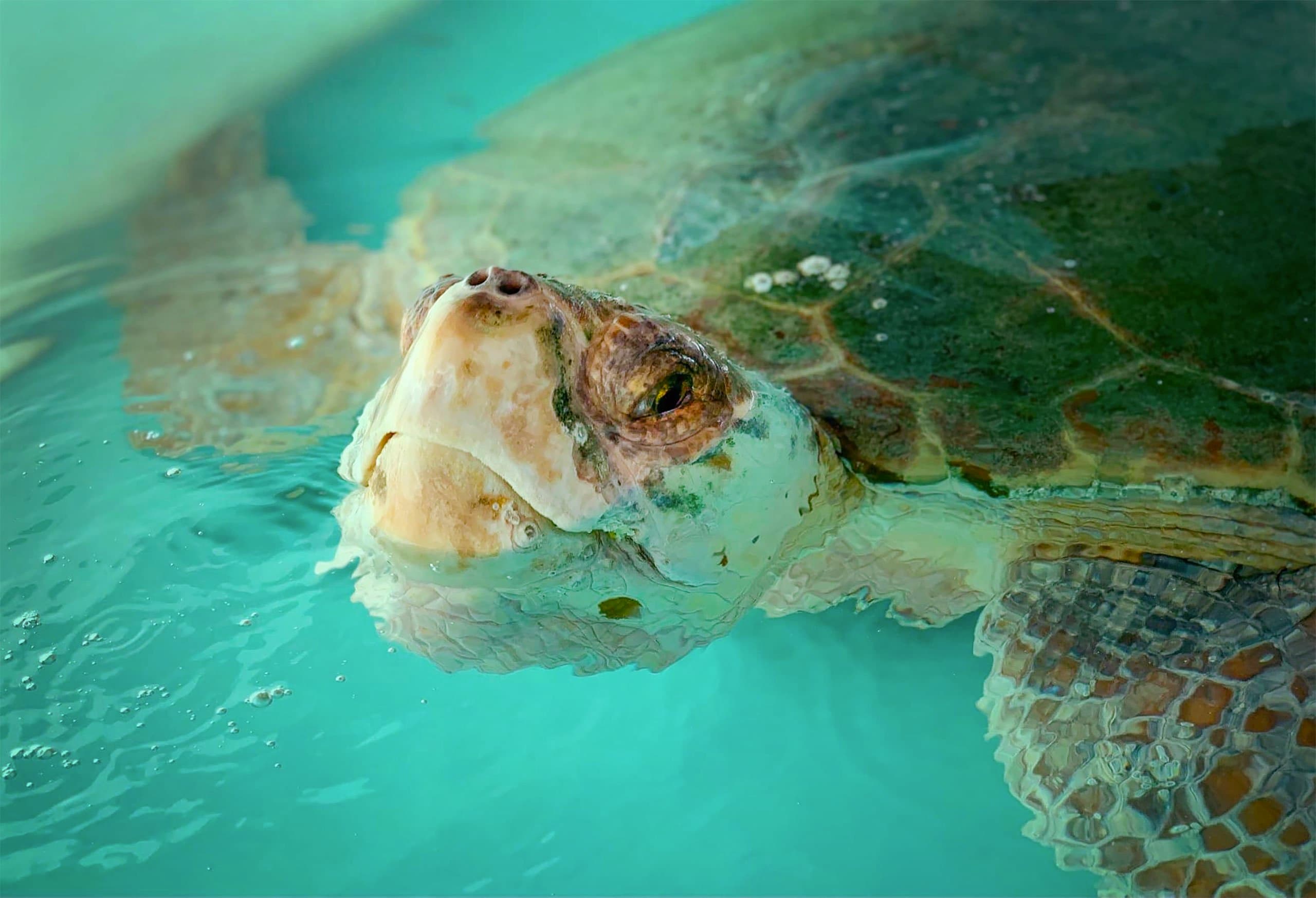 Meet Khoa, the loggeherad turtle whose name mean "Science" in Vietnamese.