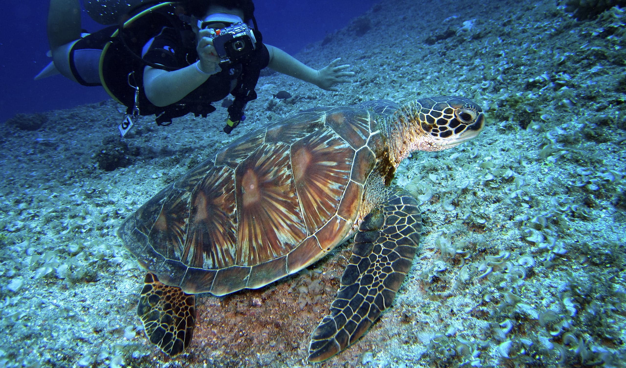 Loggerhead Marinelife Center