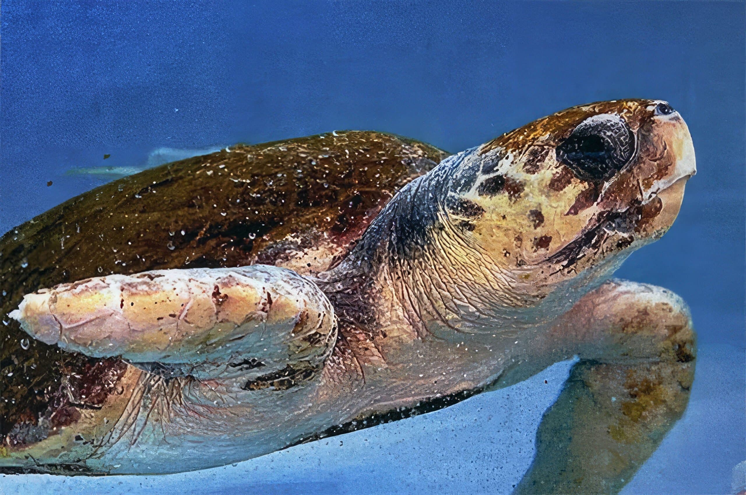 Meet Nemo, named in our honor by Loggerhead Marinelife Center!