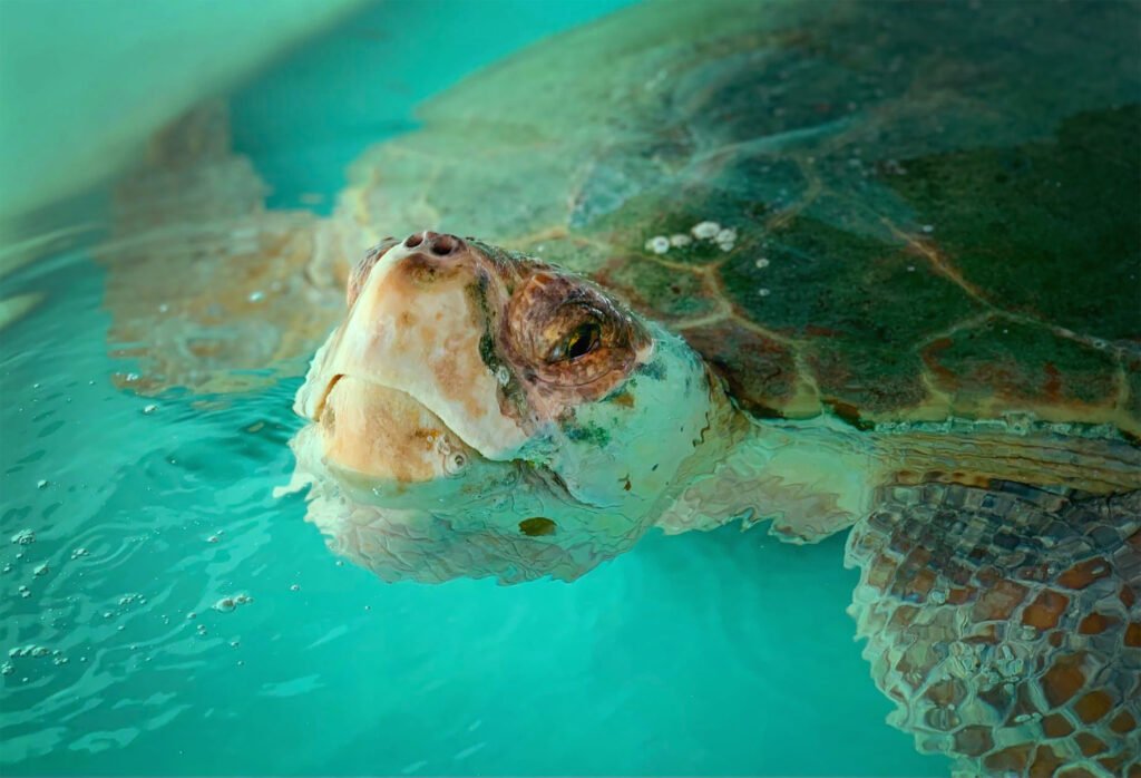 Meet Khoa, the loggeherad turtle whose name mean "Science" in Vietnamese.